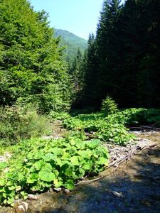 forest stream photo