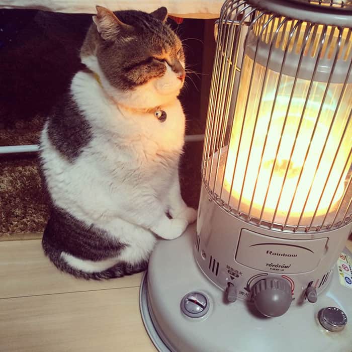 Cat Loves Electric Heater