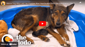 Mama Dog Fosters