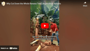 Banana Tree