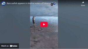Oarfish