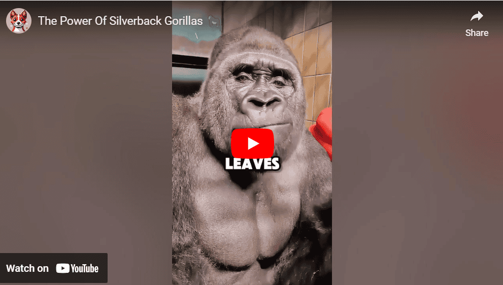 Silverback Gorilla