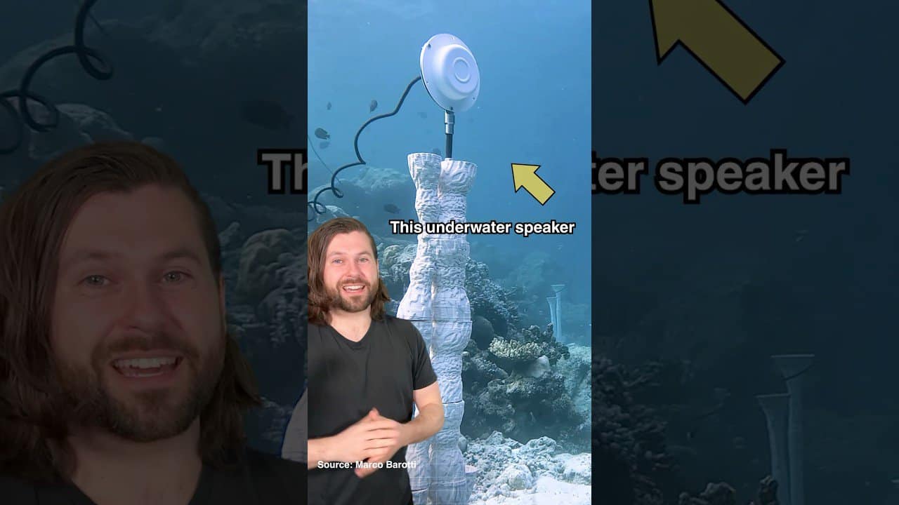The oceans are alive with the sound of music