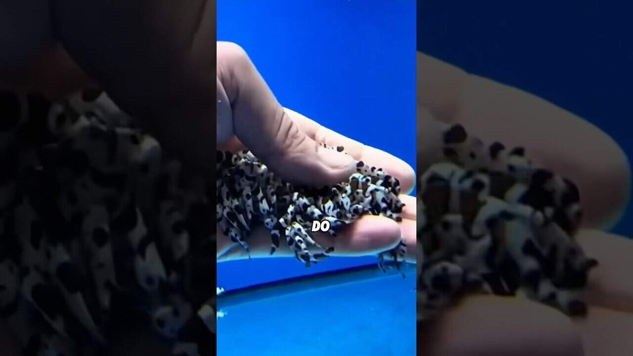 Nature changes biological sex for clownfish