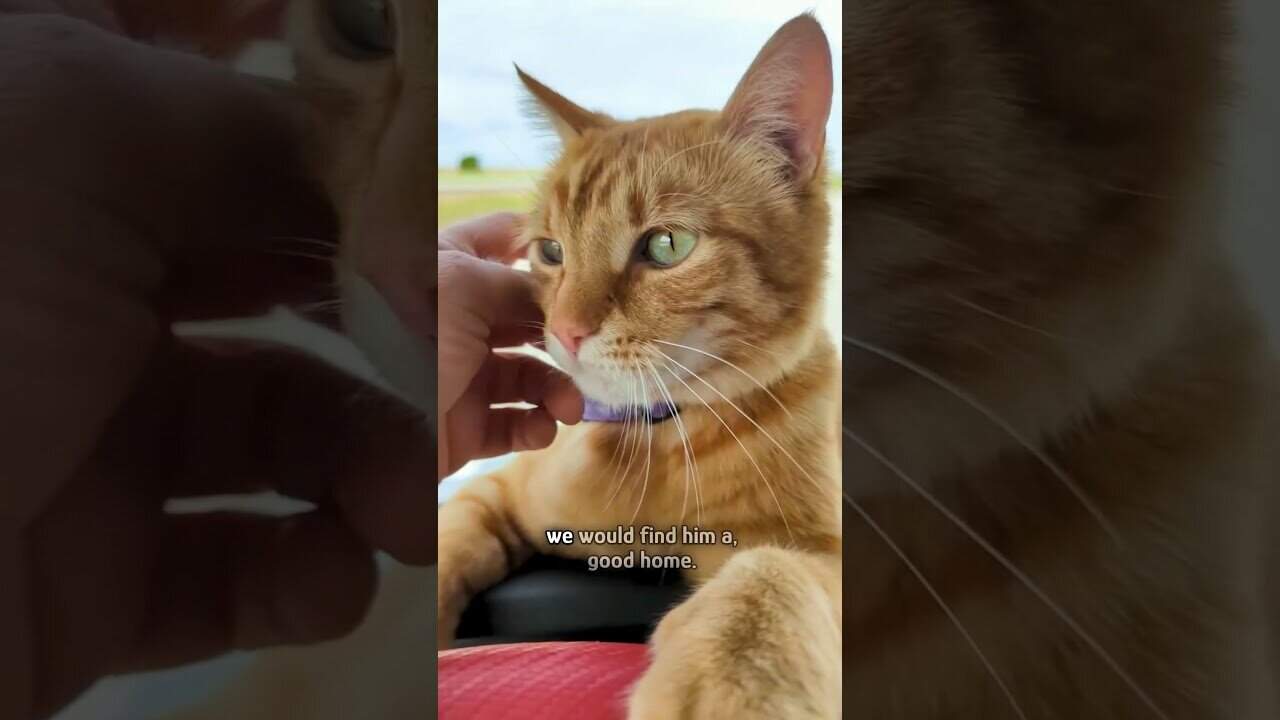 Pets love us no matter what we do