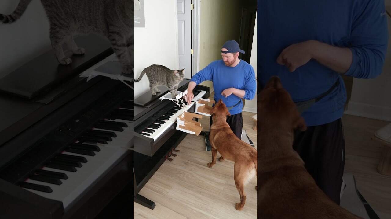 Cat and dog play piano