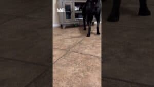 Do dogs cooperate more than humans?