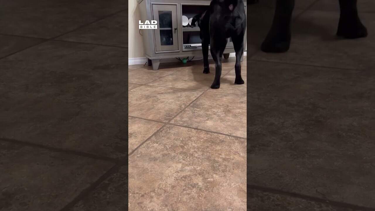 Do dogs cooperate more than humans?