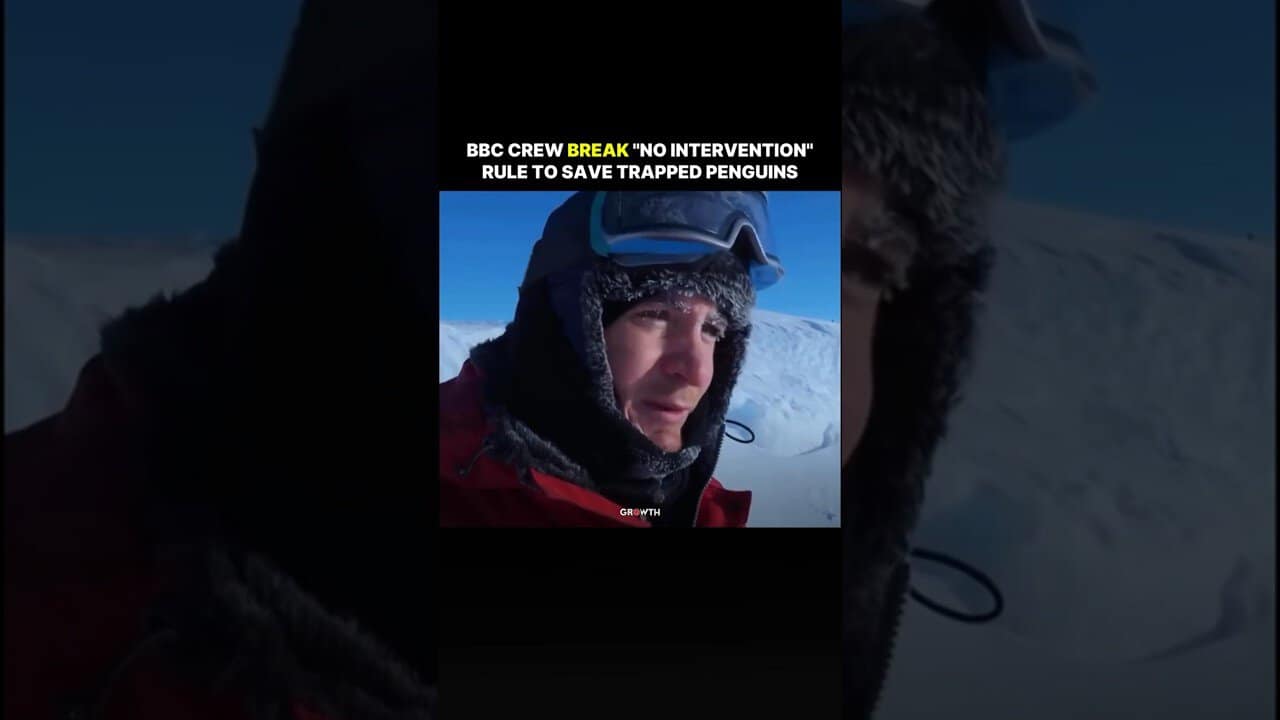 BBC Crew Break Rule To Save Penguins