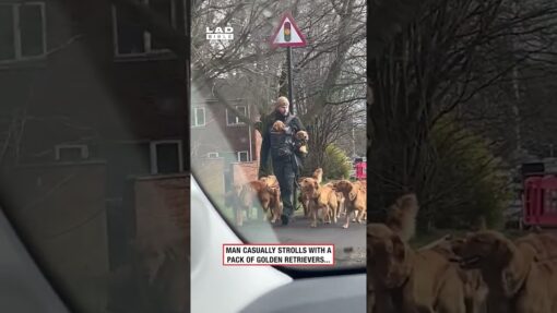 Man casually strolls by with a pack of golden retrievers