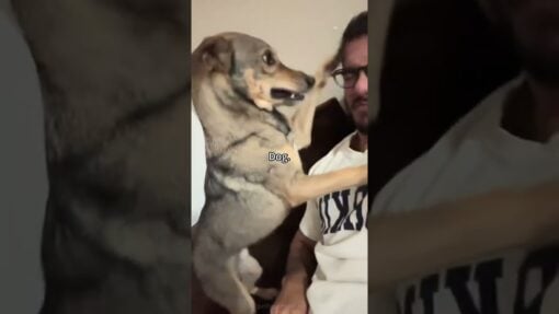 Animals have no feelings?