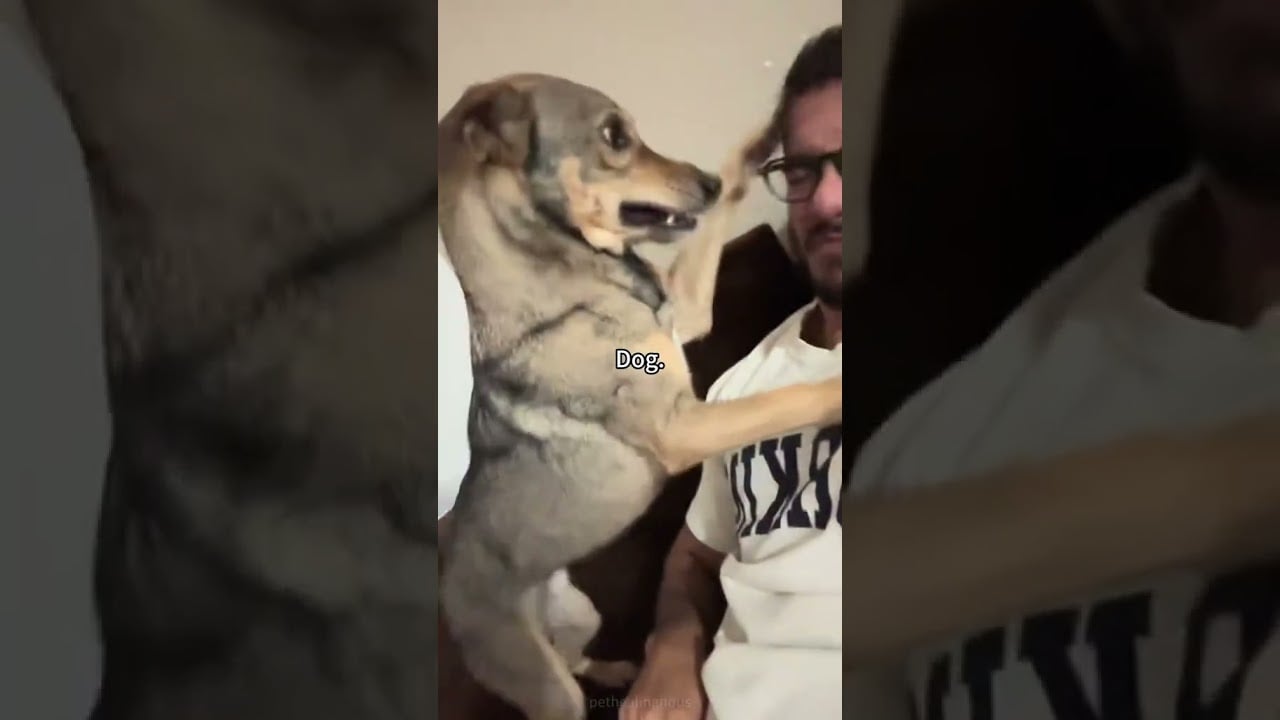 Animals have no feelings?