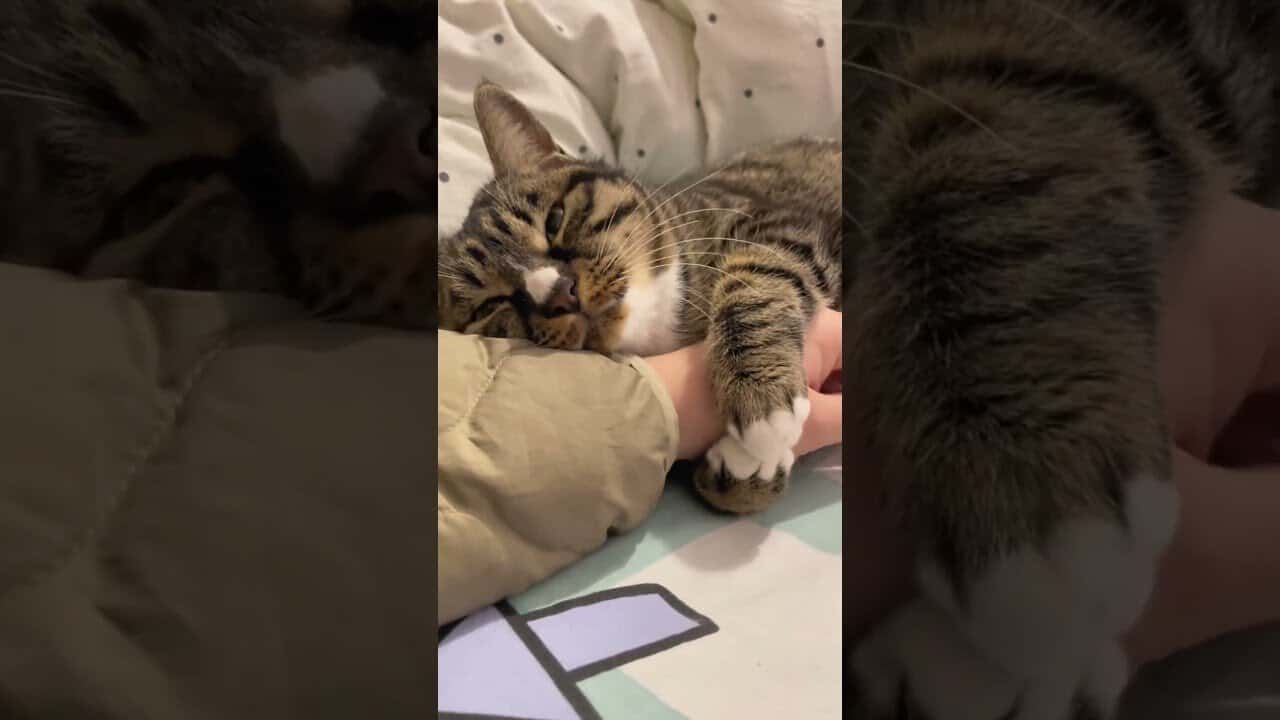 Kittens need love