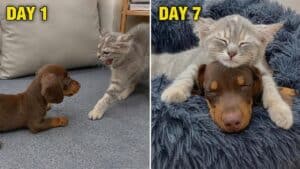 From Fear to Love: My Rescue Kitten Finally Fell for My Rescue Puppy