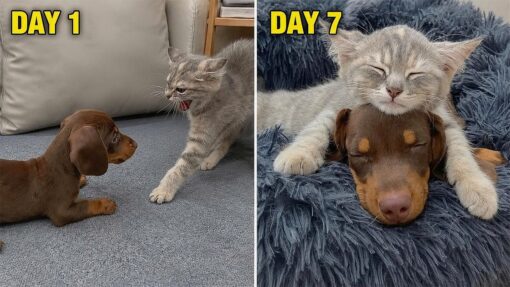 From Fear to Love: My Rescue Kitten Finally Fell for My Rescue Puppy