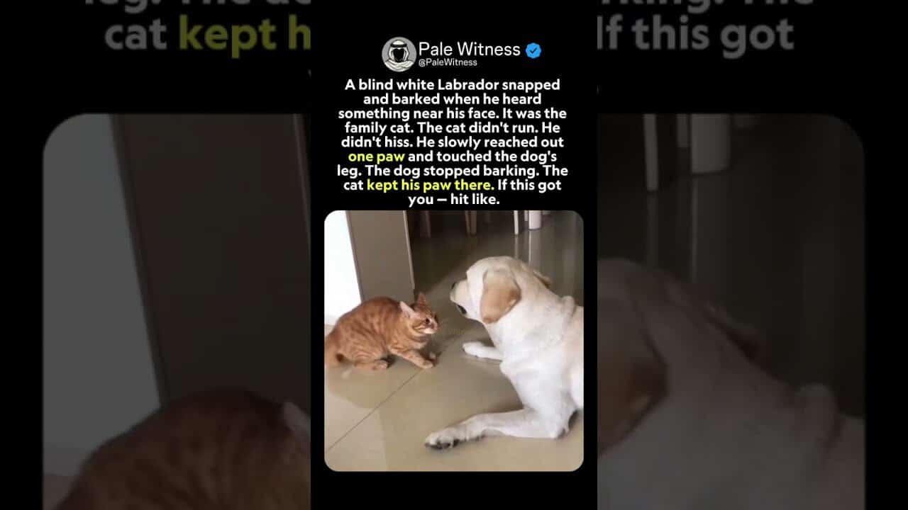 Many people are blind in life and strike out in fear